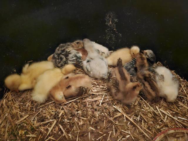 Chicks and ducklings