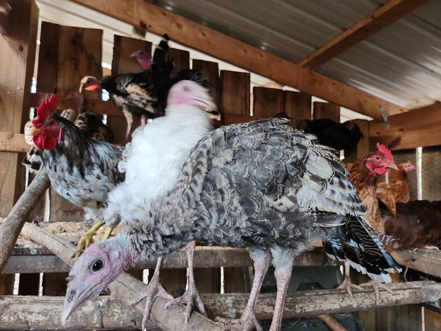 Turkeys on the roost