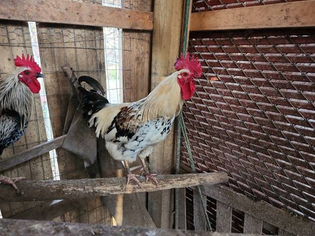 One of our roosters