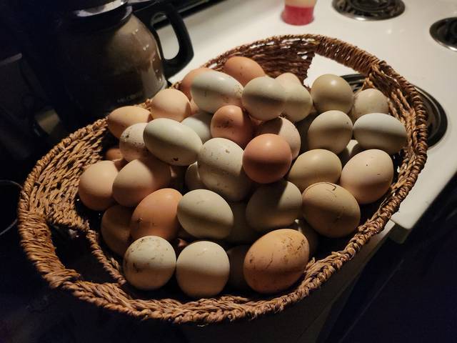 A basket of chicken and duck eggs