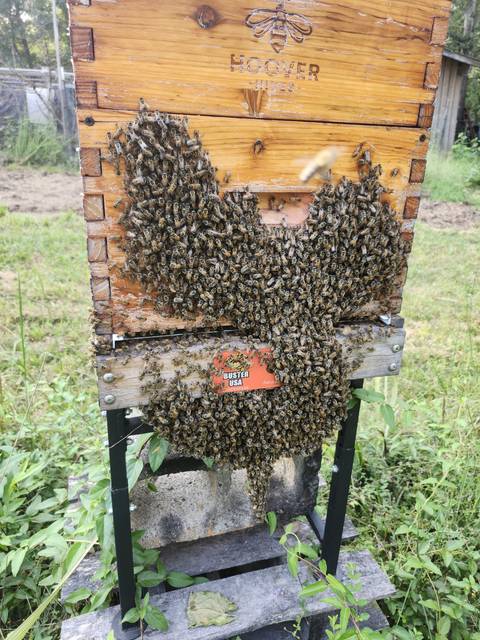 Bees at the hive