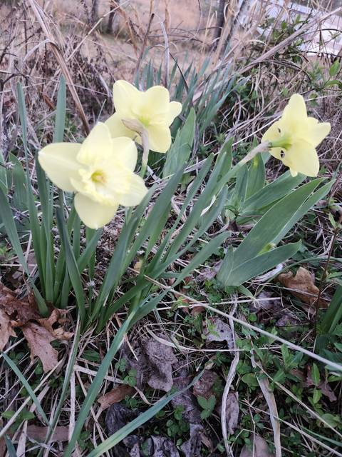 Spring daffodils