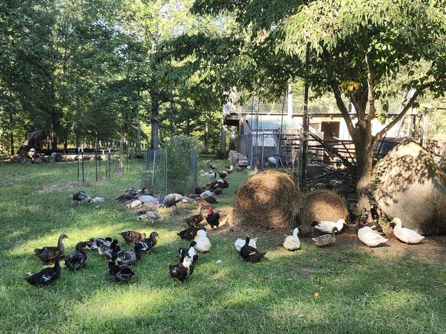 The flock out on the lawn