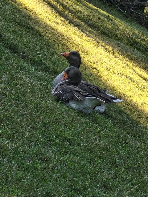 Geese on the hillside