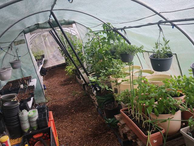 Inside the greenhouse