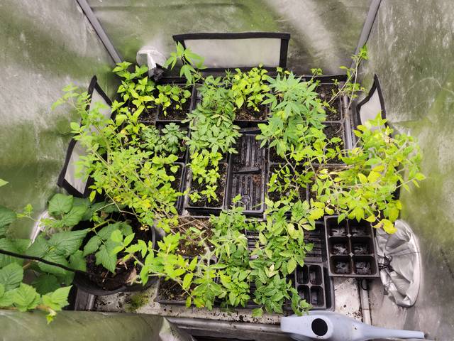 Plant starts coming along