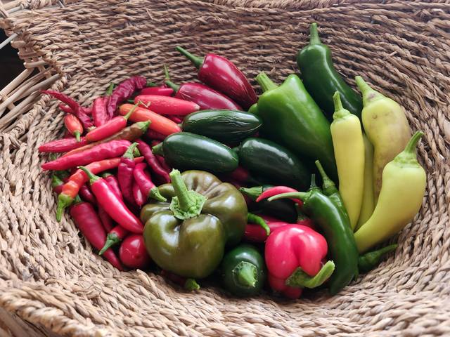 A basket of fresh-picked peppers
