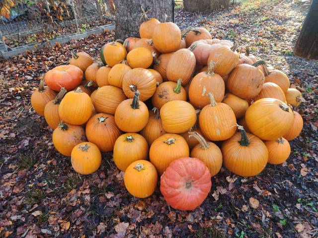 Pumpkins for fall
