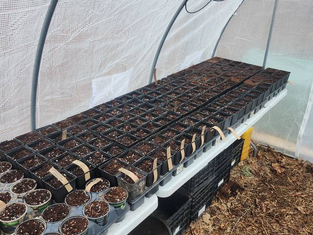 Seed trays started for spring