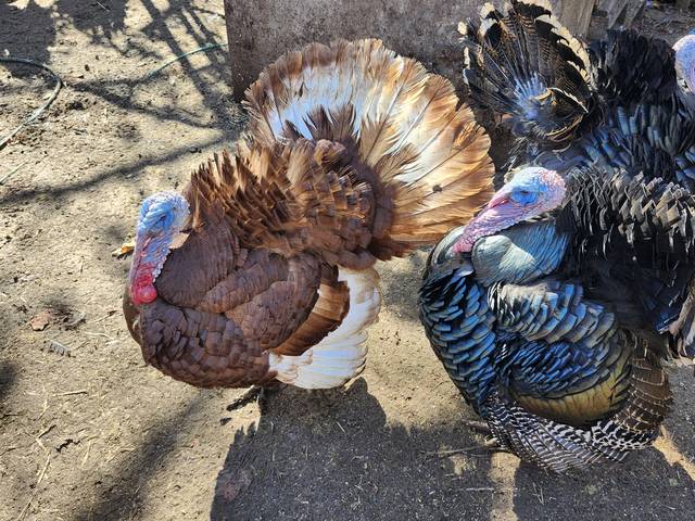 Two toms of different color lines